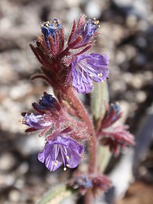 Phacelia quickii.jpg