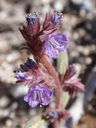 <i>Phacelia quickii</i> Species of plant