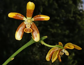 Opis zdjęcia Phalaenopsis fuscata Orchi 002-1.jpg.