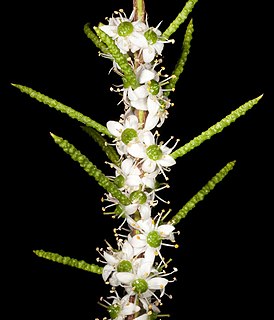 <i>Philotheca deserti</i> Species of plant