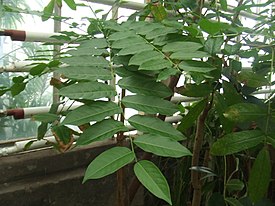 Phyllanthus acidus.jpg