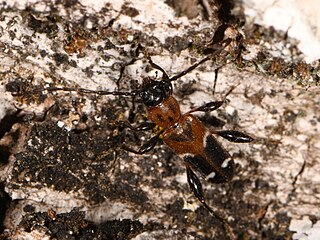 <i>Phymatodes obliquus</i> Species of beetle