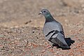 * Nomination: Rock dove (Columba livia) at Bouhertma damI, the copyright holder of this work, hereby publish it under the following license:This image was uploaded as part of Wiki Loves Earth 2024. --El Golli Mohamed 09:37, 20 May 2024 (UTC) * * Review needed