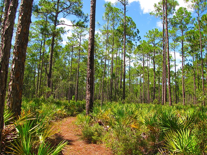 File:Pinus elliottii forest3.jpg