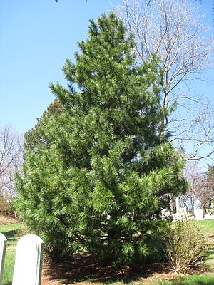 Pinus koraiensis, Mount Auburn Cemetery.JPG