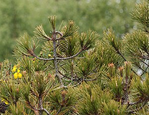 Branches with needles and seed cones