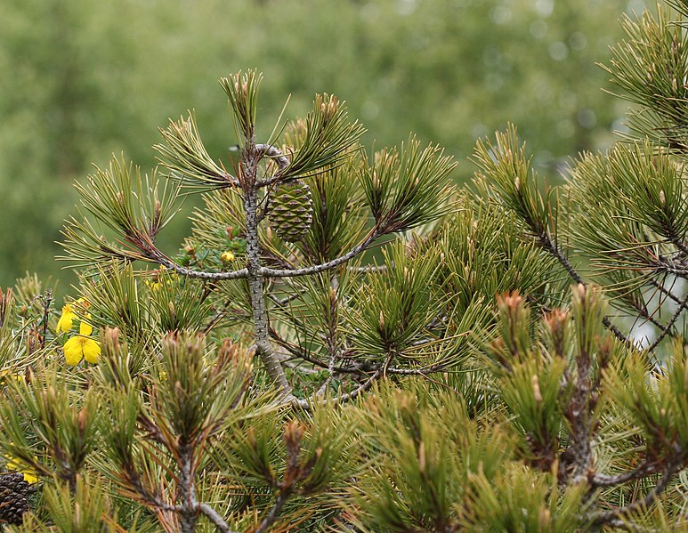 File:Pinus nelsonii.jpg