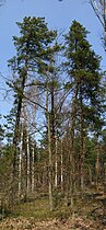 Pinus rigida (on the left) and Pinus banksiana (on the right), cultivated, Drewnica Forests, Poland