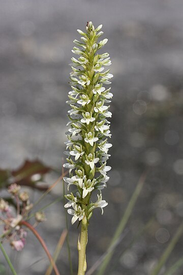 Platanthera elegans