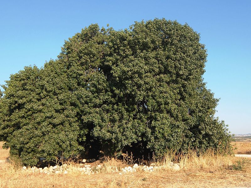 File:Pistacia atlantica, Elah Valley, June 2015.jpg