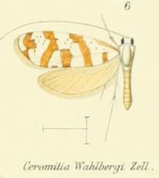 <i>Ceromitia wahlbergi</i> Species of moth