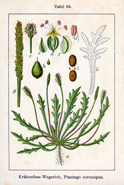 صورة:Plantago coronopus Sturm64.jpg