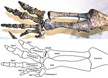 Photograph of the lower arm and hand, seen from the side. The arm is hanging straight down, the fingers are slightly spread, the palm is directed medially.