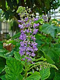 Thumbnail for Plectranthus fruticosus