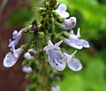 Plectranthus parviflorus