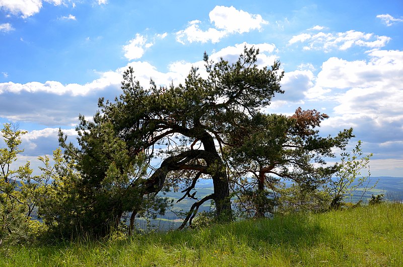 File:Plettenberg Hochplateau, LSG Großer Heuberg.jpg