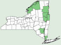 Polygonum douglasii NY-dist-map.png