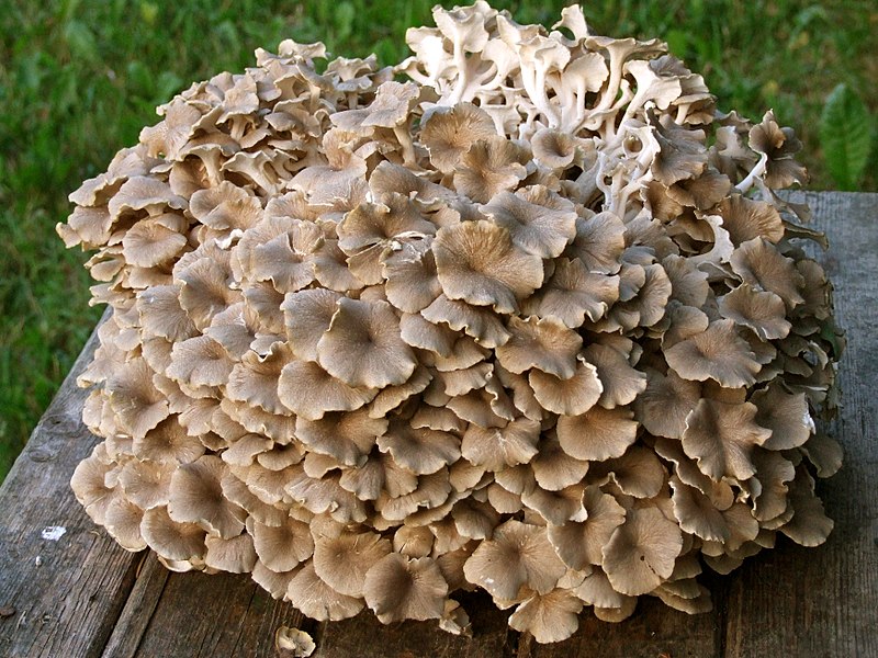 File:Polyporus umbellatus.jpg