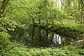 Pond, Potton Wood - geograph.org.uk - 1888716.jpg