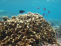 Porites nigrescens à La Réunion.