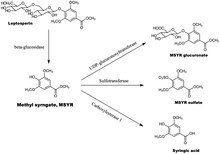 Metabolism of leptosperin