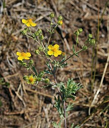 Potentilla argentea 1.jpg