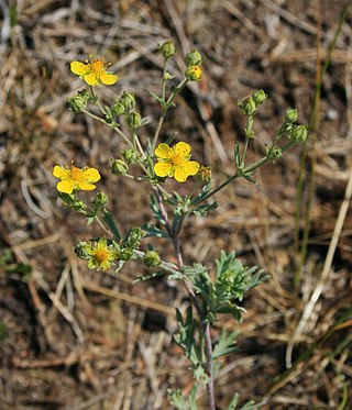 <i>Potentilla argentea</i> Species of herb