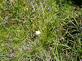 Català: Tossa Plana de Lles-Puigpedrós (Cerdanya, Alt Urgell) (Lles de Cerdanya, les Valls de Valira, Meranges i altres). Fotos preses en una excursió del refugi de Malniu als estanys de Malniu i Mal. This is a a photo of a natural area in Catalonia, Spain, with id: ES510205 Object location 42° 27′ 00″ N, 1° 42′ 00″ E  View all coordinates using: OpenStreetMap