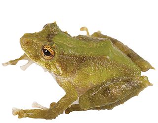 <i>Pristimantis inusitatus</i> Species of frog