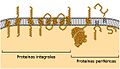 ProteinasMembrana.jpg