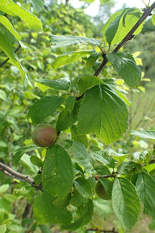 <i>Prunus ulmifolia</i> Species of flowering plant