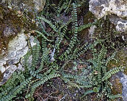 Pruun raunjalg Asplenium trichomanes