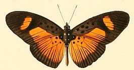 Pseudacraea eurytus