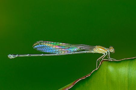 Pseudagrion microcephalum (പെൺതുമ്പി)