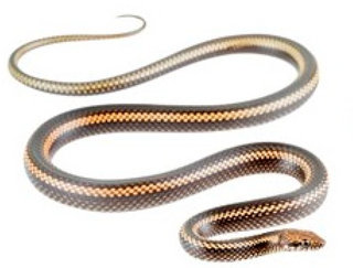 <i>Pseudalsophis steindachneri</i> Species of snake
