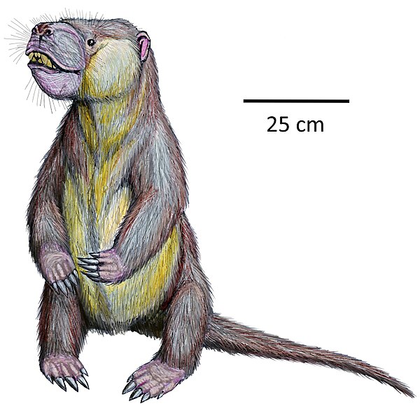 File:Psittacotherium multifragumDB24 2.jpg