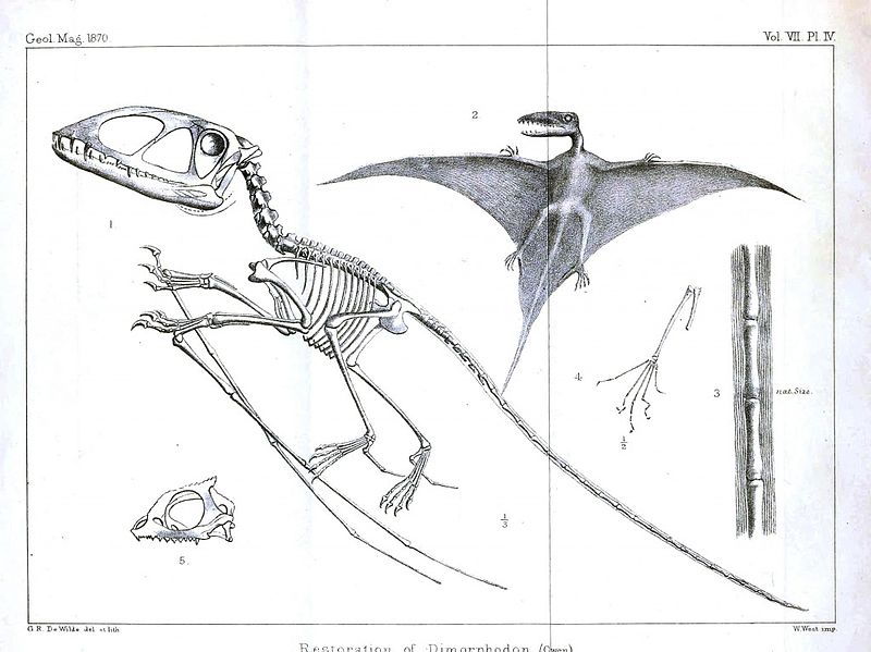 File:Pterodactyl skeleton.jpg
