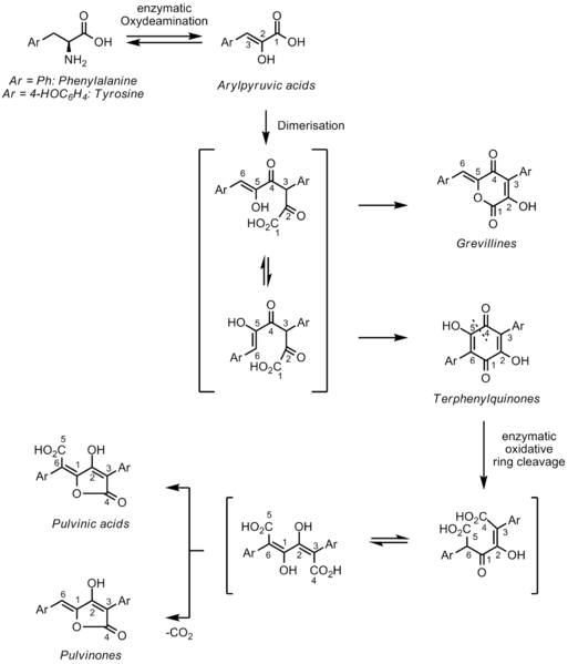 File:Pulvinone Biosynthesis.png