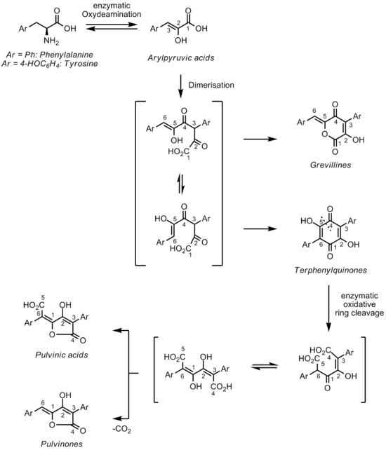 Suggested biogenetic relationship between the aromatic aminoacids phenylalanine and tyrosine, the corresponding arylpyruvic acids, and the fungal pigments Grevillines, Terphenylquinones, Pulvinic acids and Pulvinones. Pulvinone Biosynthesis.png