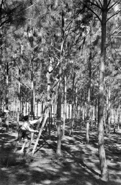 File:Queensland State Archives 2850 Students study trees Slacks Creek State School Experimental Pine Plot 1946.png