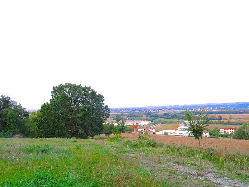 File:Quercia castagnara centenaria a Novi Ligure vista da lontano.jpg