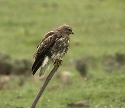 Common Buzzard