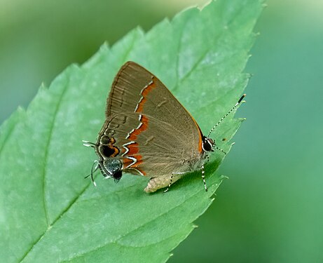 Calycopis cecrops (red-banded hairstreak), Central Park