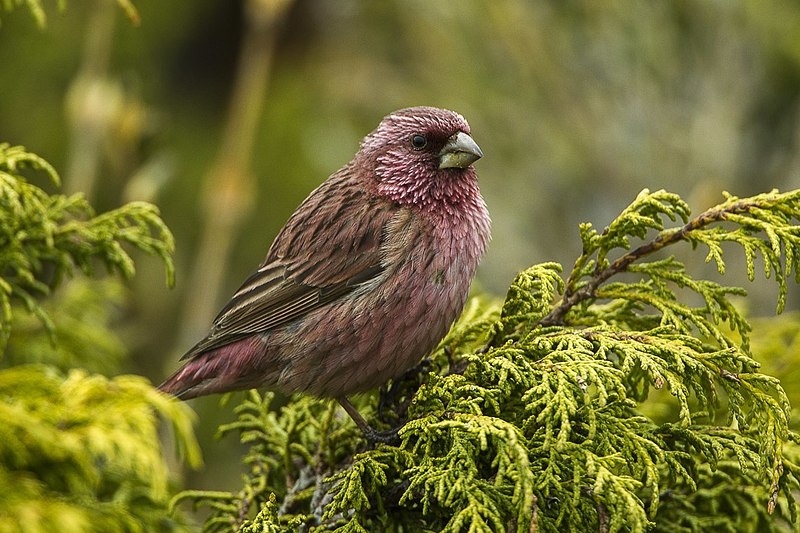 File:Red-mantled Rosefinch - Almaty - Kazakistan S4E4053 (23051167291).jpg