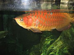 Description de l'image Red_Arowana034.JPG.