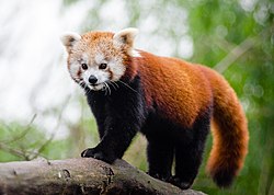 Red Panda 04.jpg