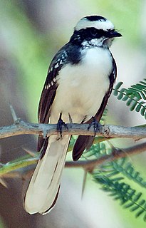 White-browed fantail Species of bird