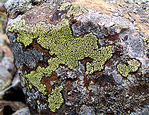 Map lichen (Rhizocarpon geographicum) on rock