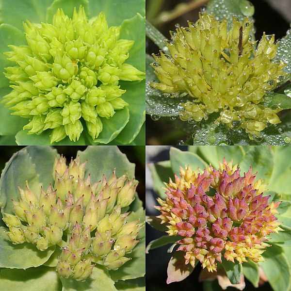 File:Rhodiola rosea (Montage s2).jpg