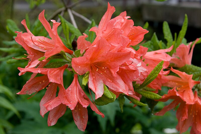 File:Rhododendron japonicum 01.jpg